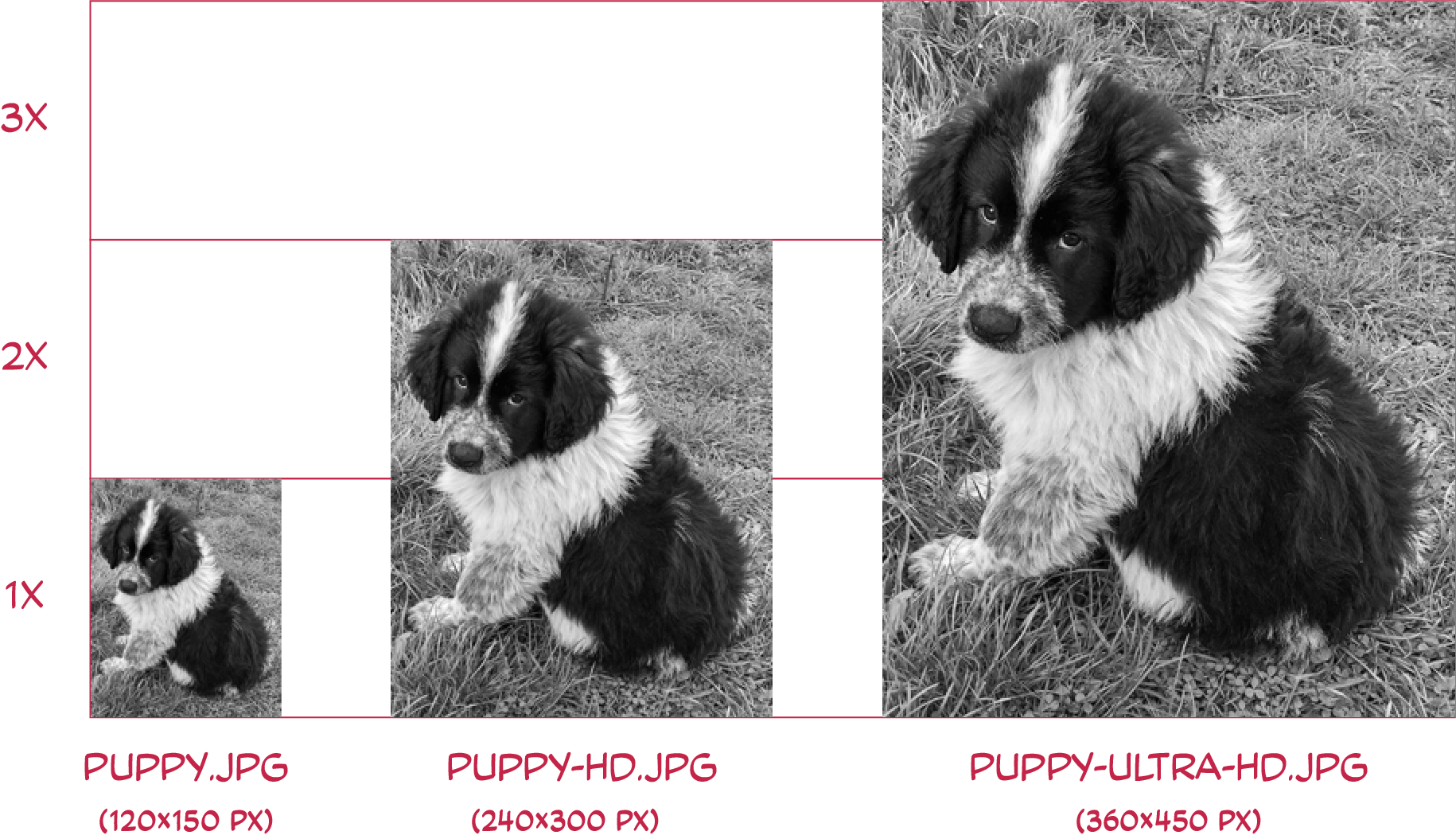 The same image of our pupper at three different scales, one next to each other